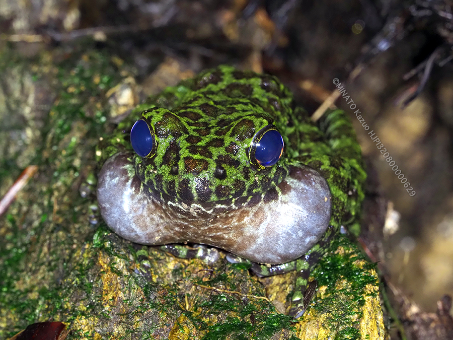 オキナワイシカワガエル