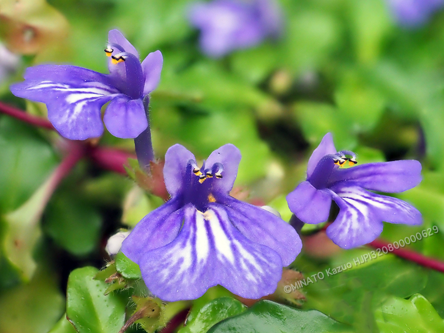 ヒメキランソウ