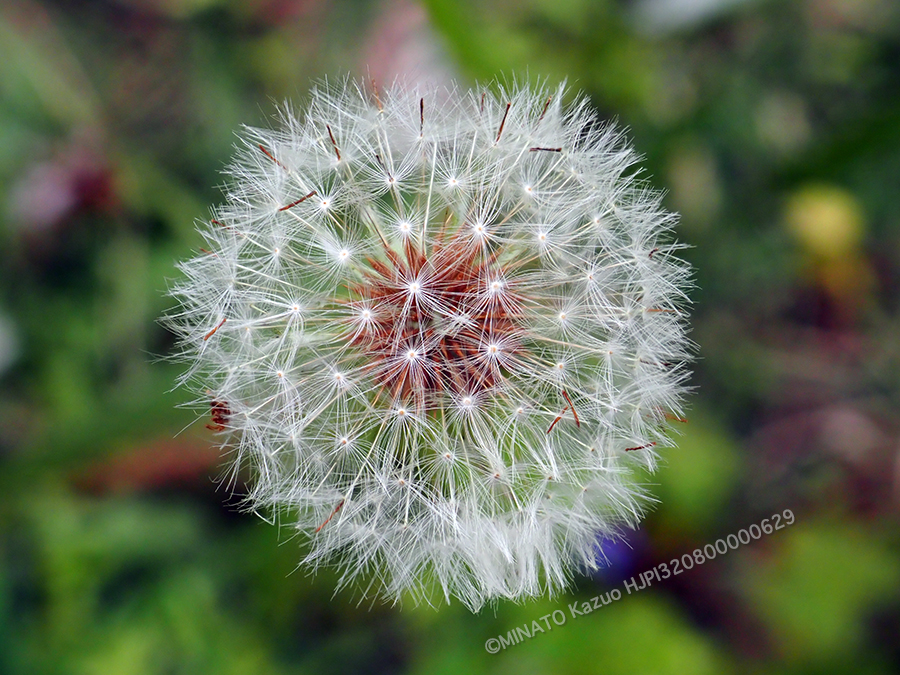 アカミタンポポ？