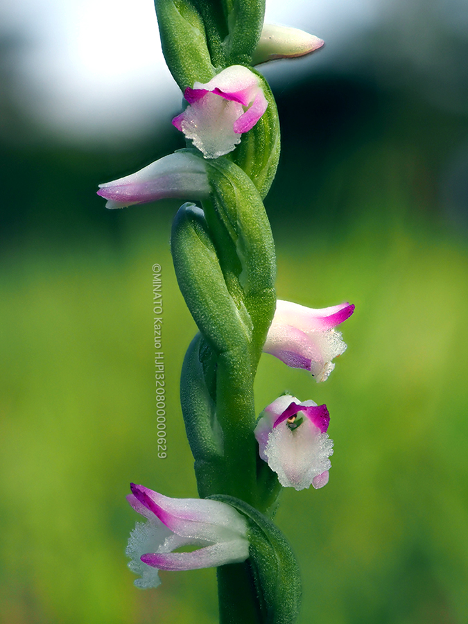 ナンゴクネジバナ