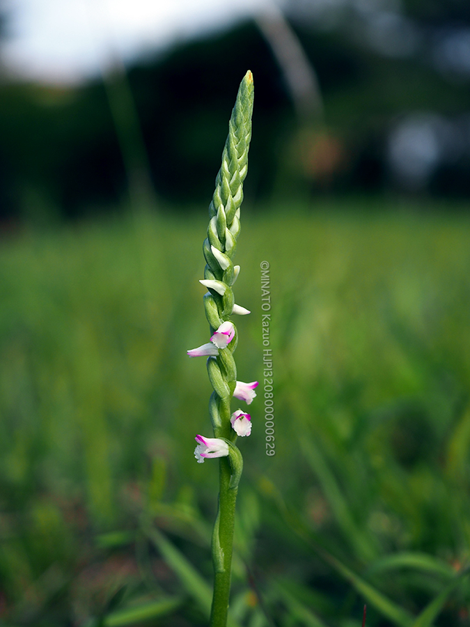 ナンゴクネジバナ