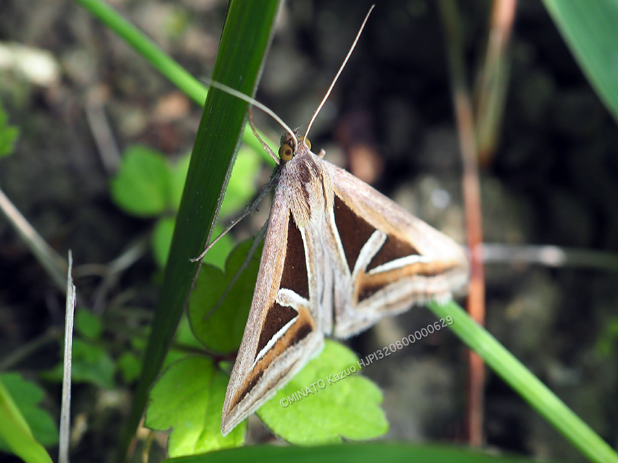 サンカククチバ