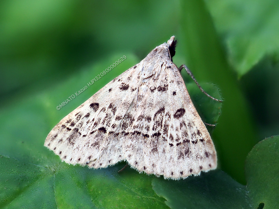 メイガの一種？→コハイイロアツバ