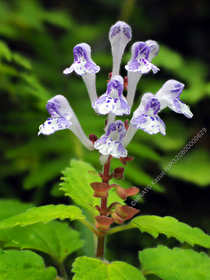 アカボシタツナミソウ