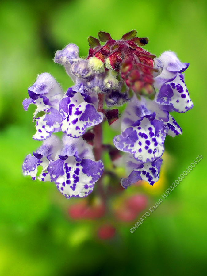 アカボシタツナミソウ