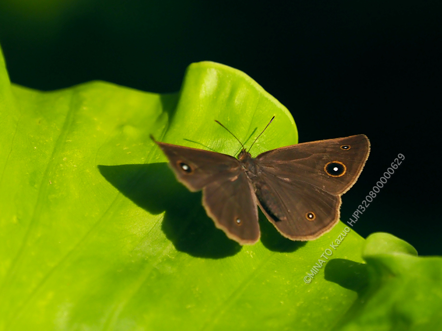 リュウキュウヒメジャノメ