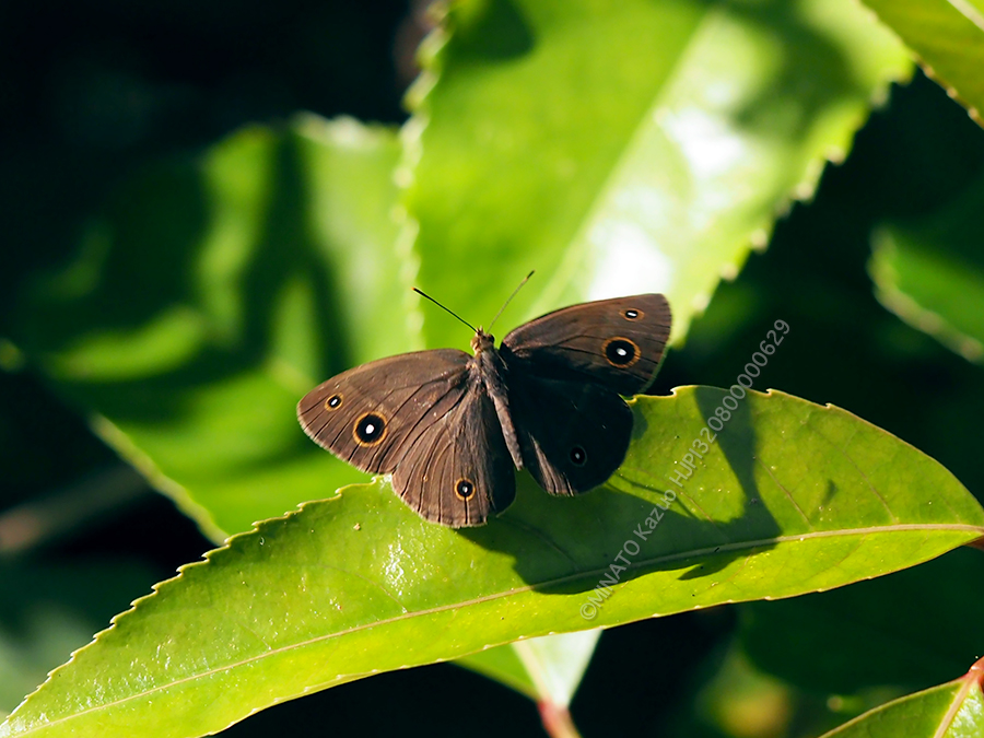 リュウキュウヒメジャノメ