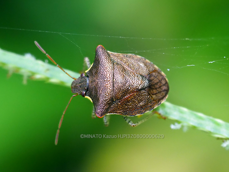 タイワントゲカメムシ