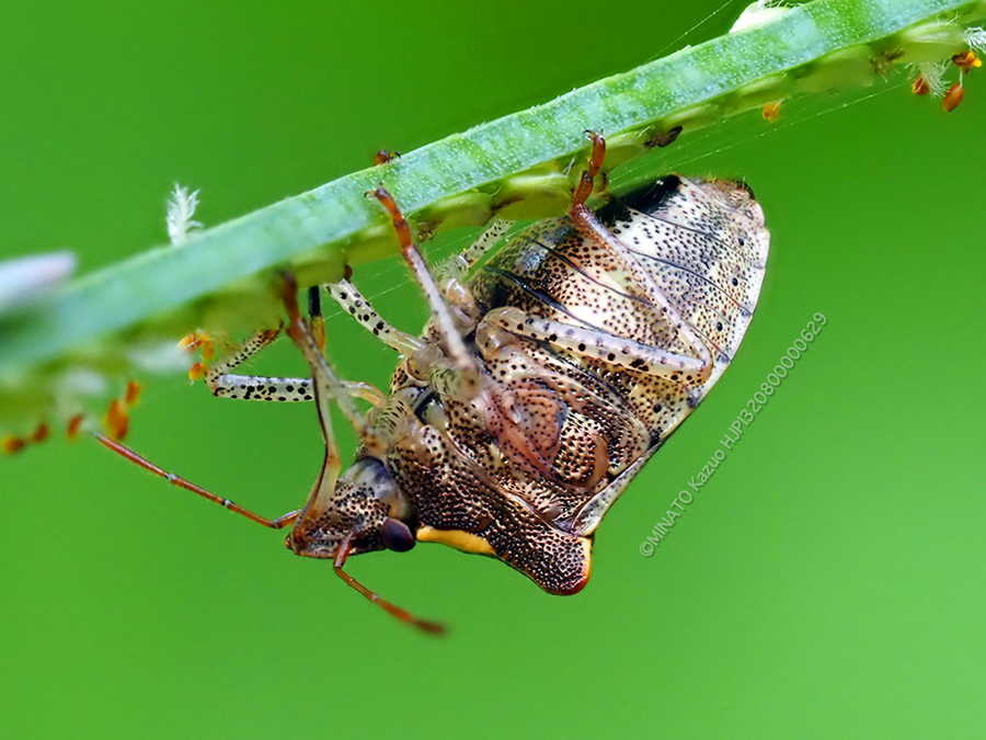タイワントゲカメムシ