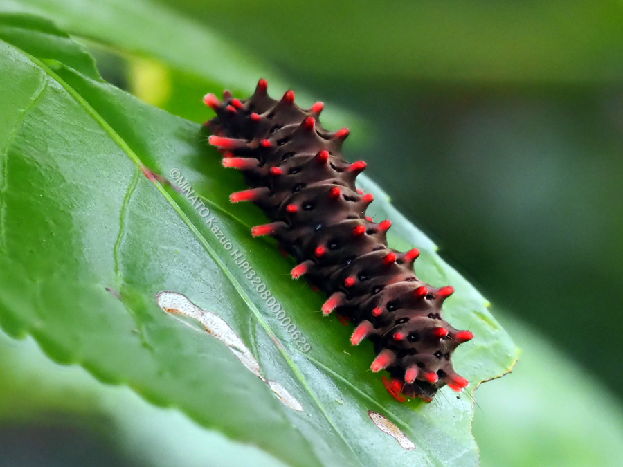 クロツバメ幼虫
