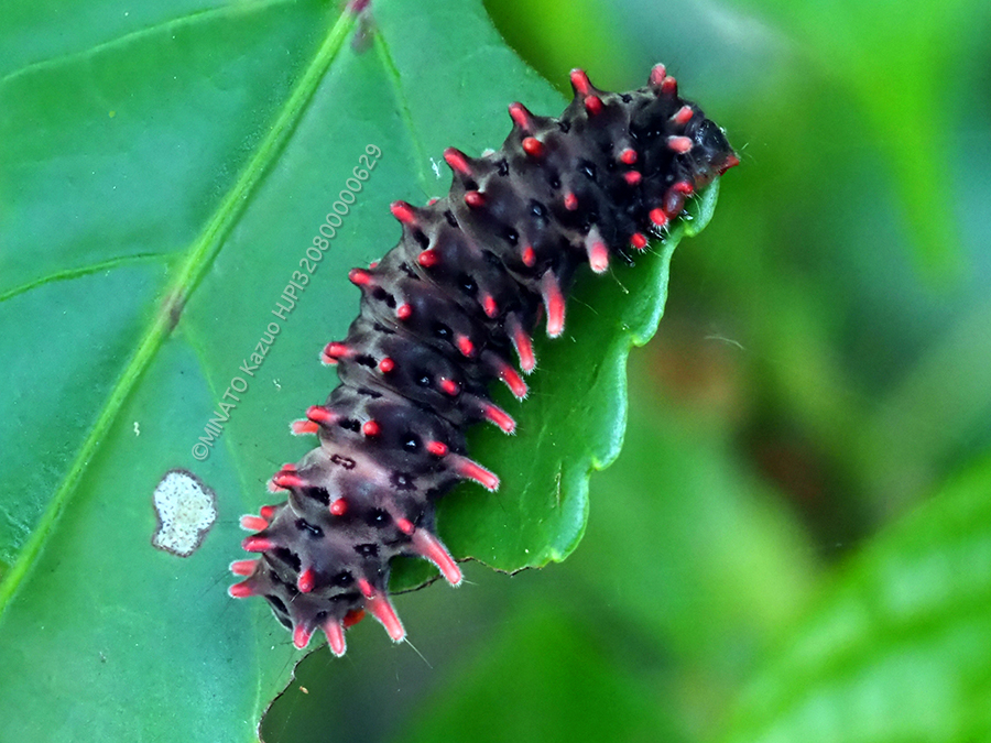 クロツバメ幼虫