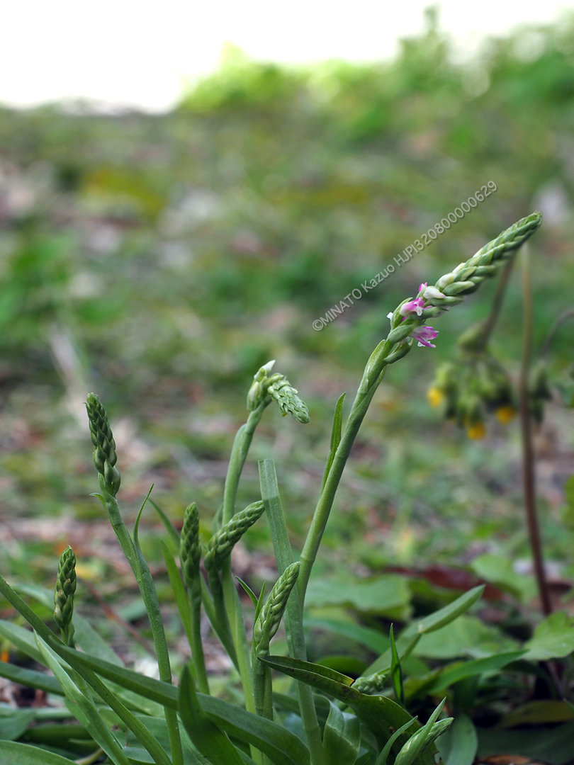 ナンゴクネジバナ