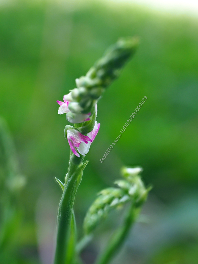 ナンゴクネジバナ
