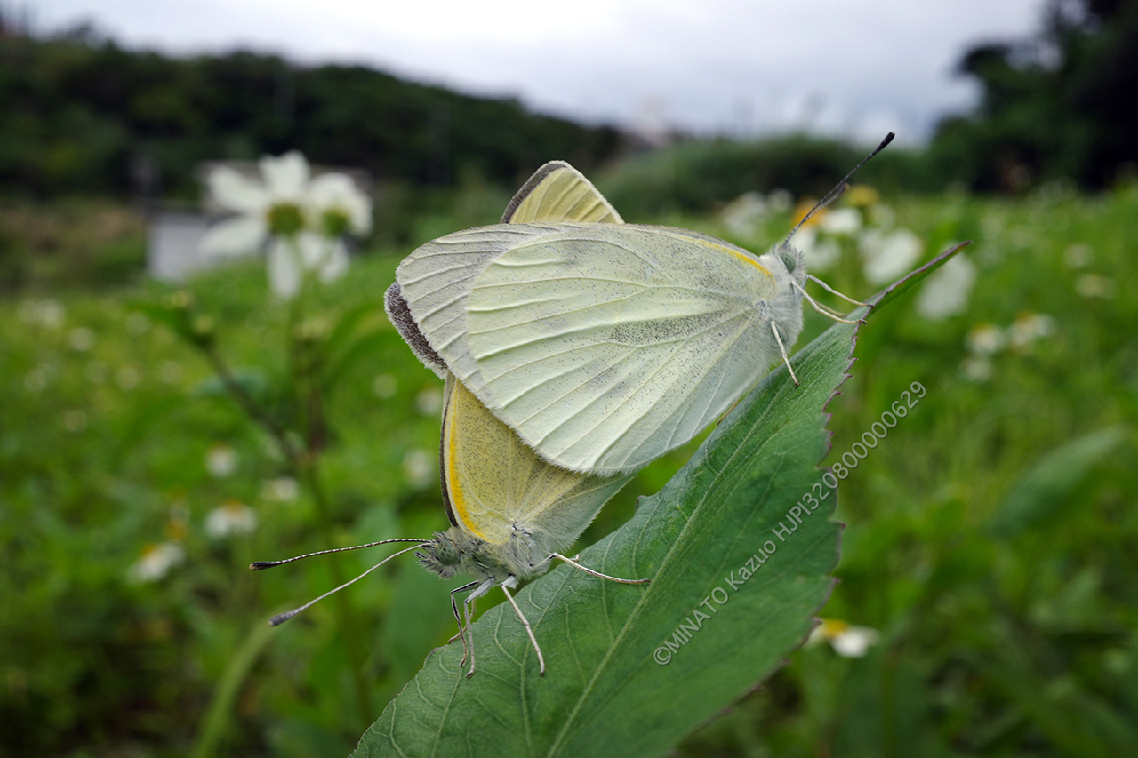 モンシロチョウ