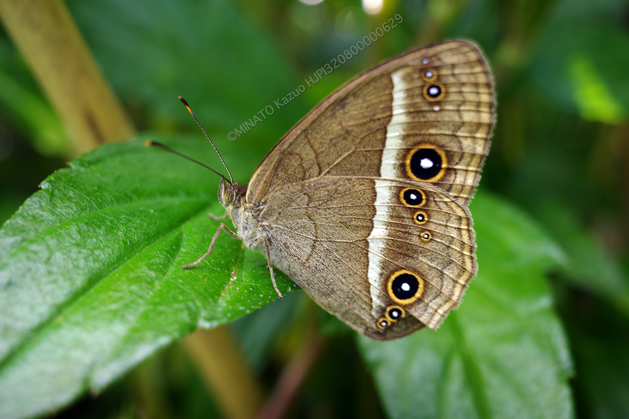 リュウキュウヒメジャノメ