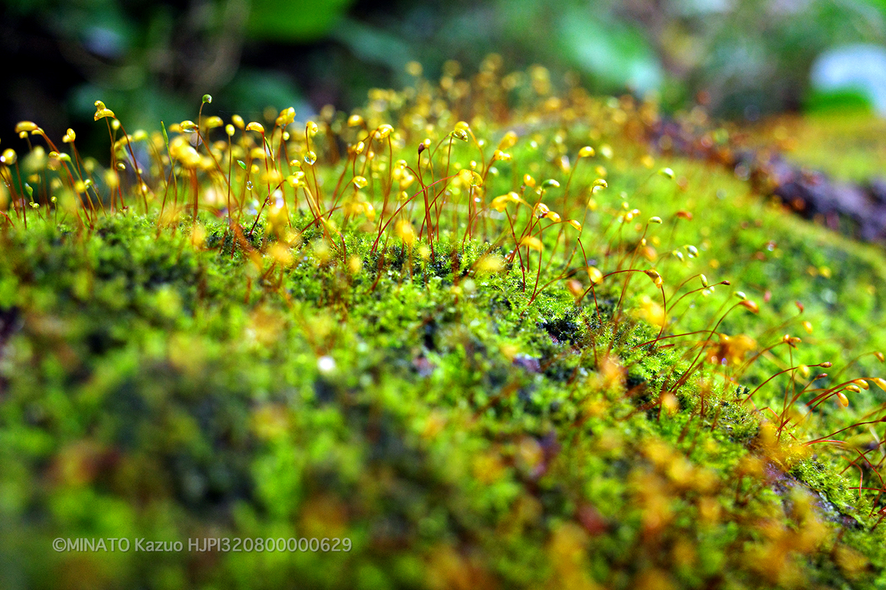 苔の一種