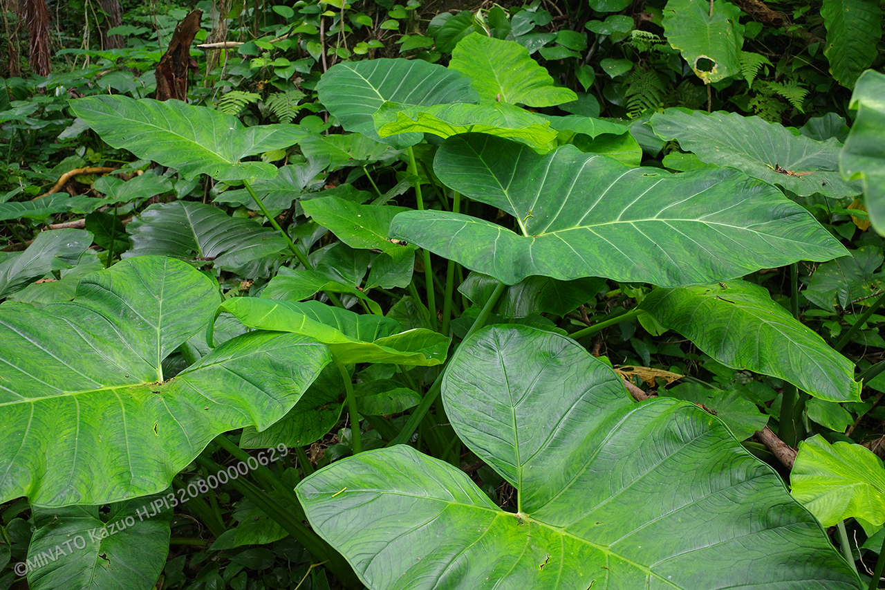 シマクワズイモ