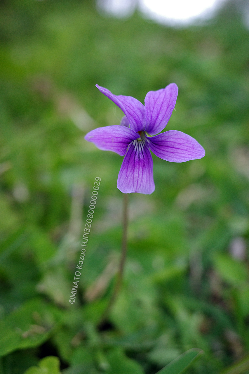 リュウキュウコスミレ