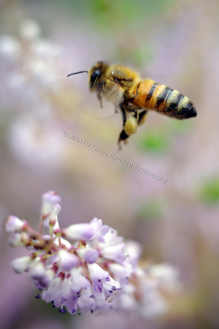 セイヨウミツバチ