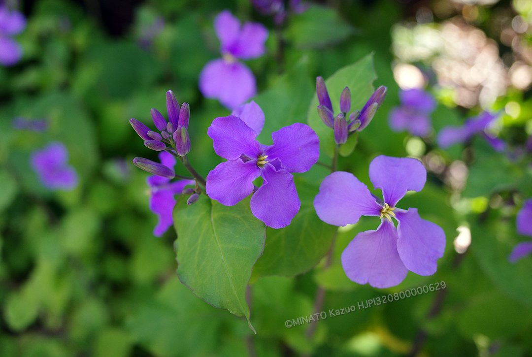 ムラサキハナナ