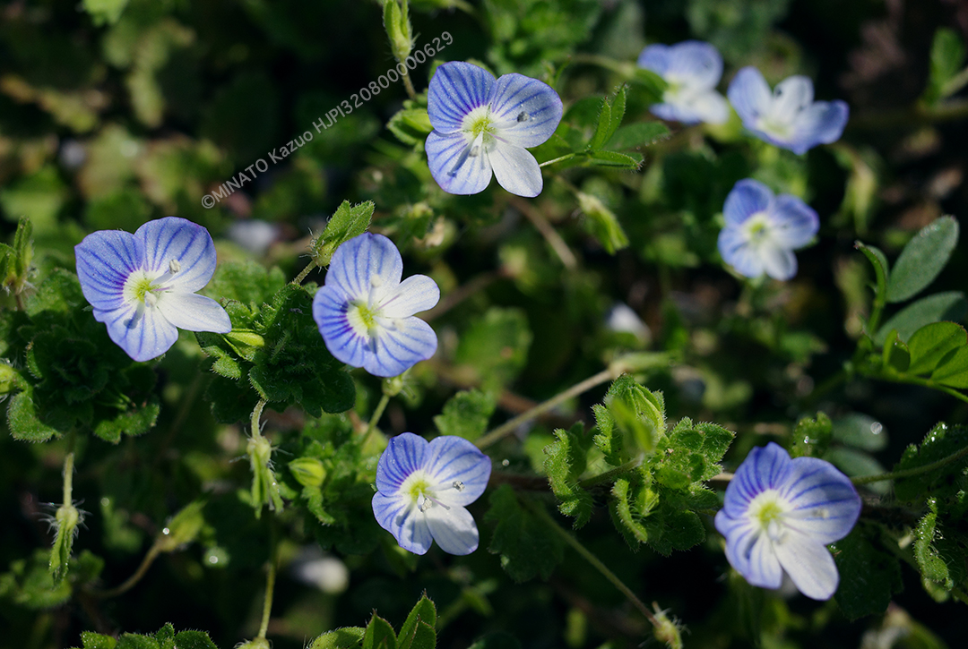 オオイヌノフグリ