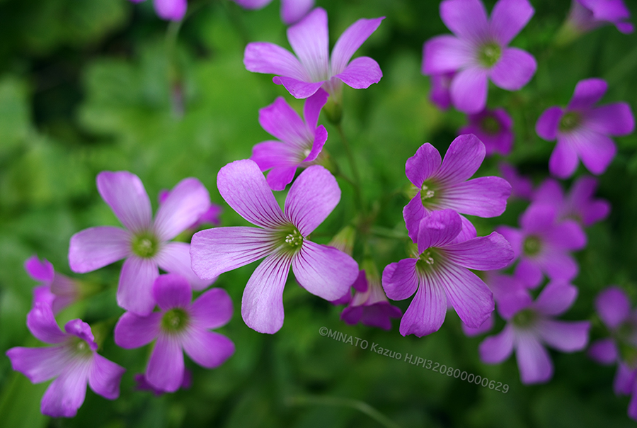 ムラサキカタバミ