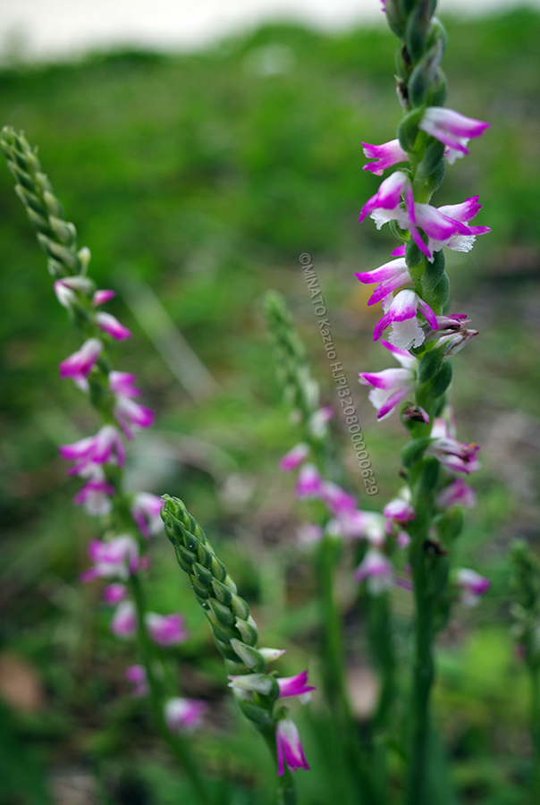 ナンゴクネジバナ