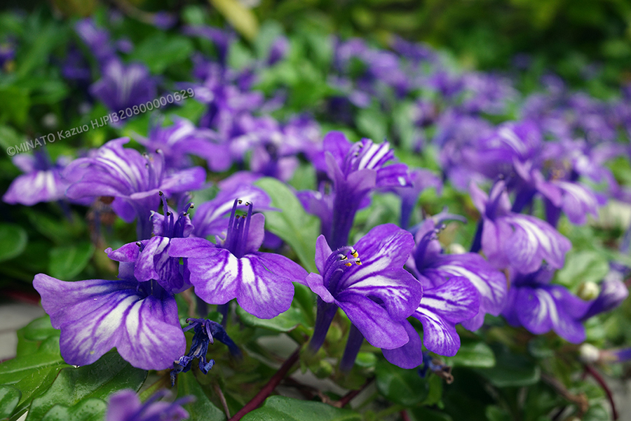 ヒメキランソウ