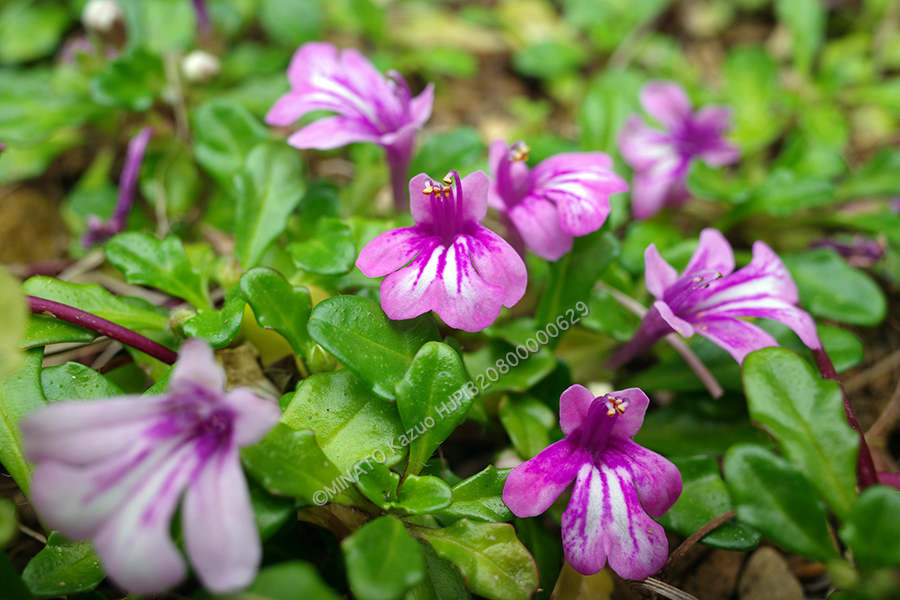 ヒメキランソウ