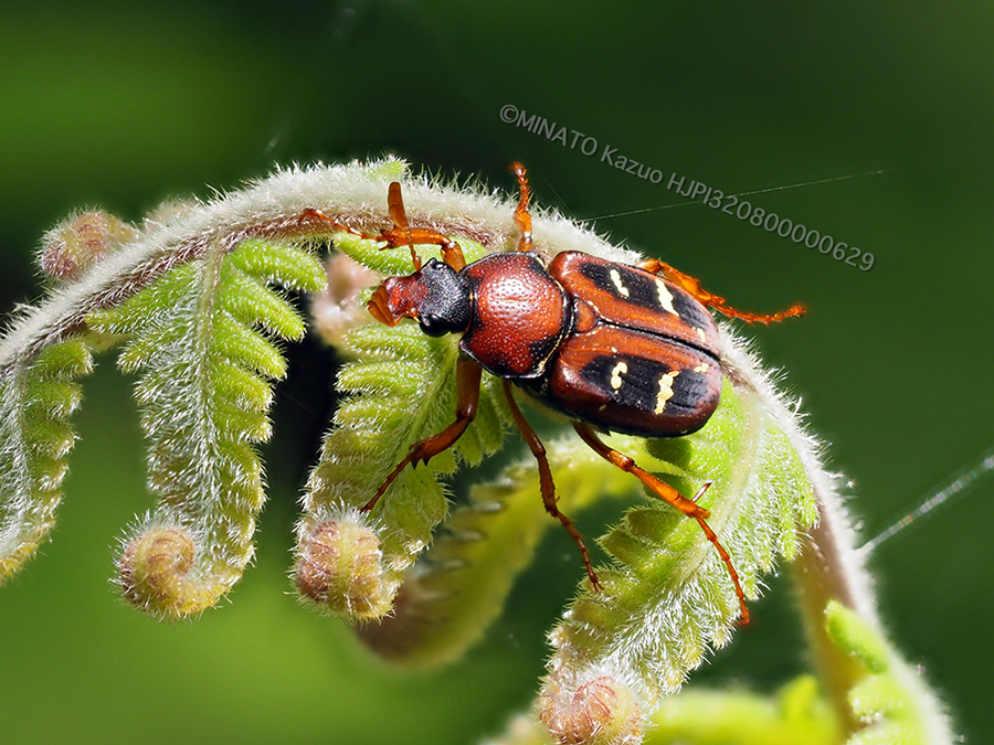 オキナワトラフハナムグリ褐色型雌