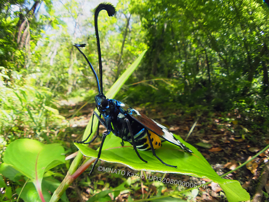 オキナワルリチラシ