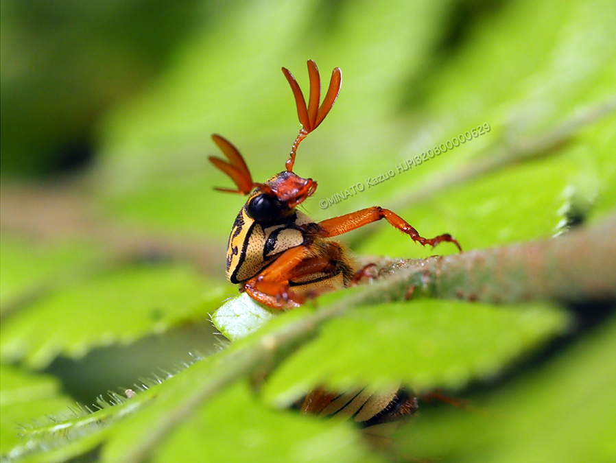 オキナワトラフハナムグリ褐色型雄