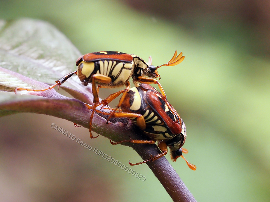 オキナワトラフハナムグリ　ペア