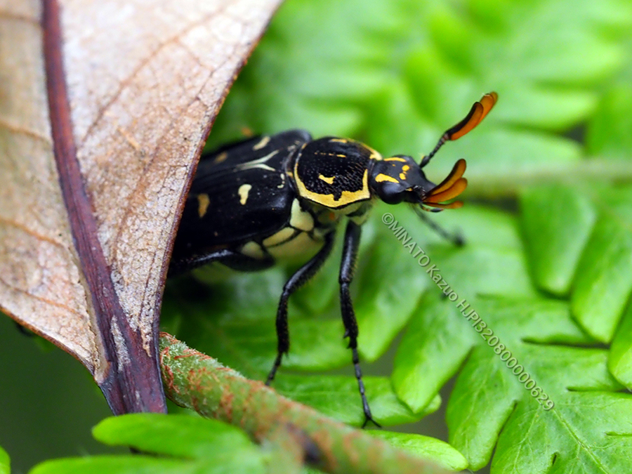 オキナワトラフハナムグリ黒色型雄