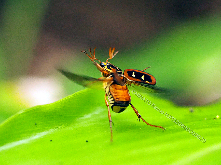 オキナワトラフハナムグリ褐色型雄