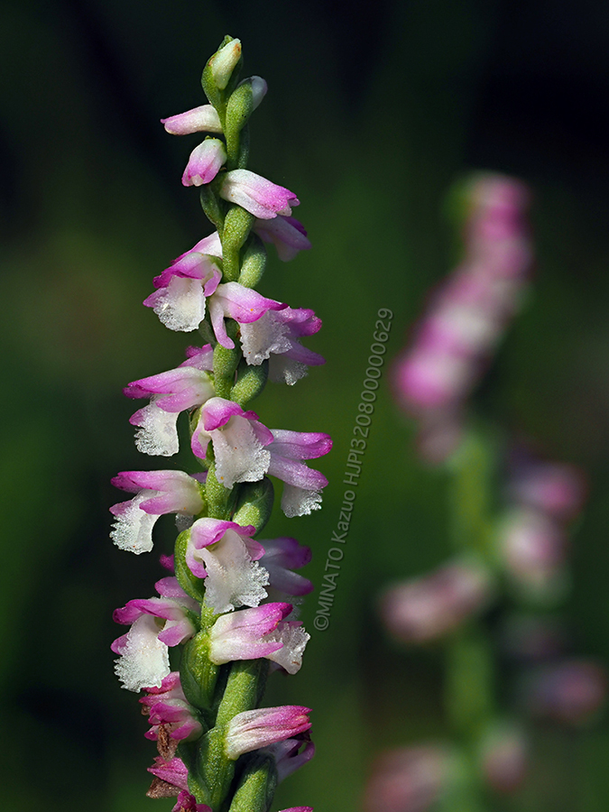 ナンゴクネジバナ