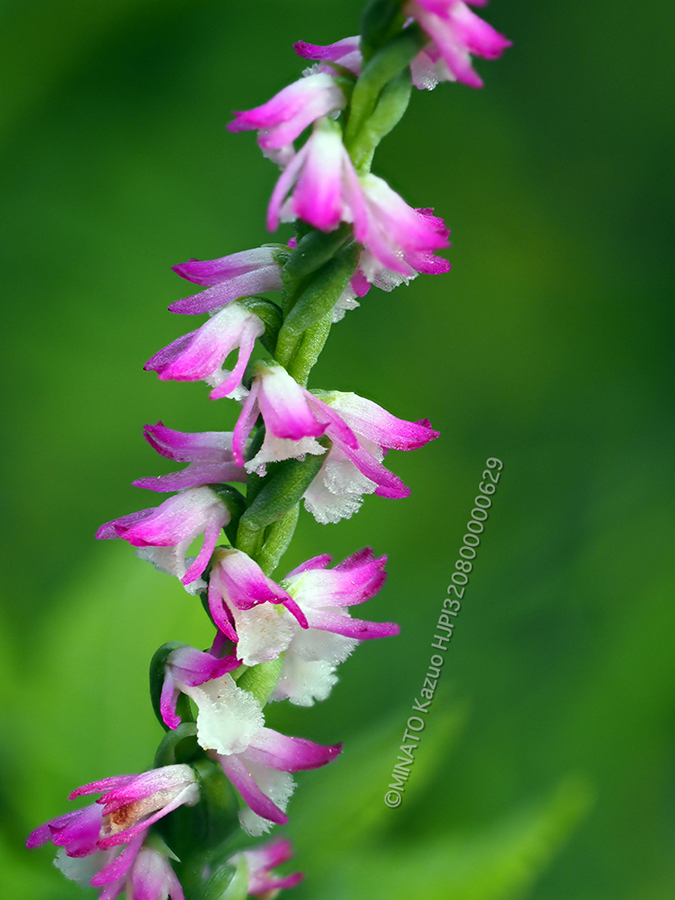 ナンゴクネジバナ