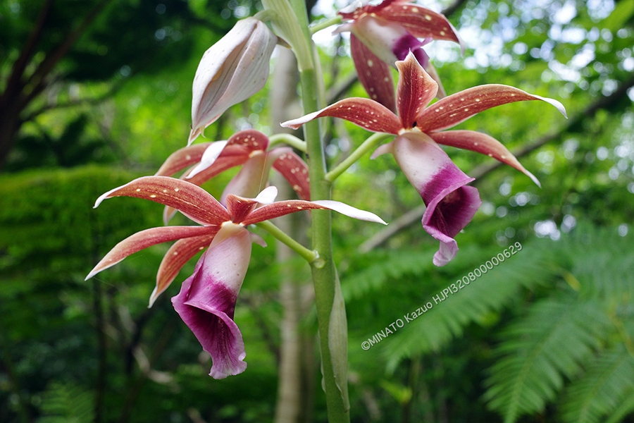 カクチョウラン