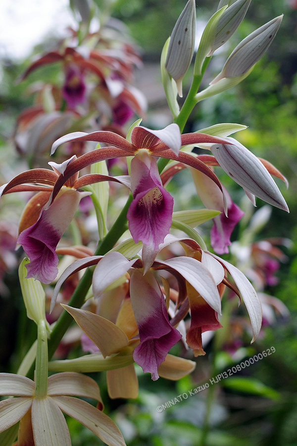 カクチョウラン