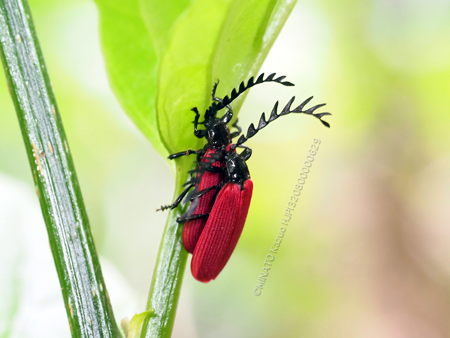 オオシマカクムネベニボタル