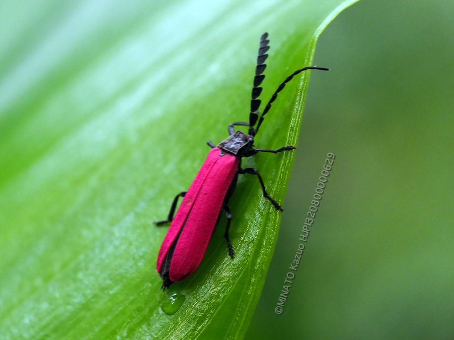オキナワクシヒゲベニボタル