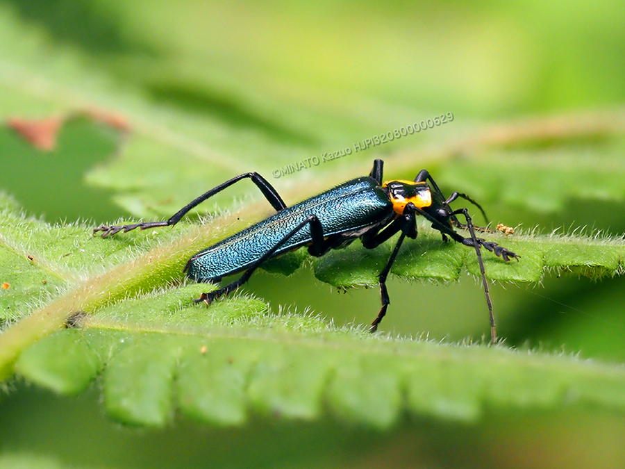オキナワアオジョウカイ