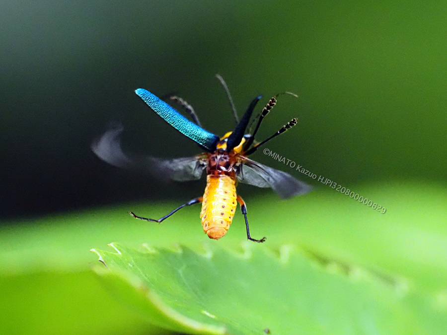 アマミアオジョウカイ