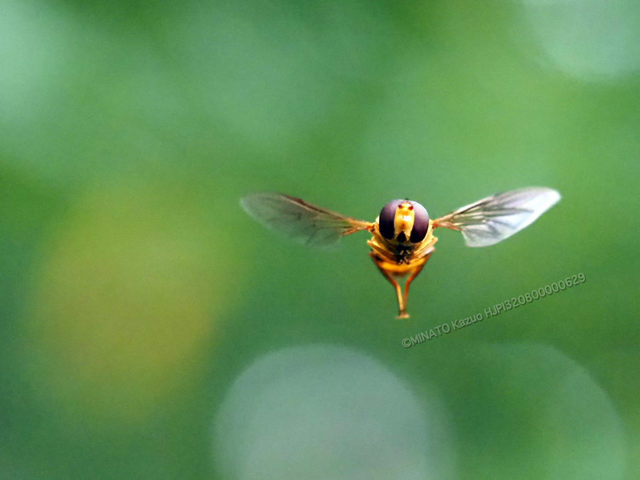 ヒラタアブの一種