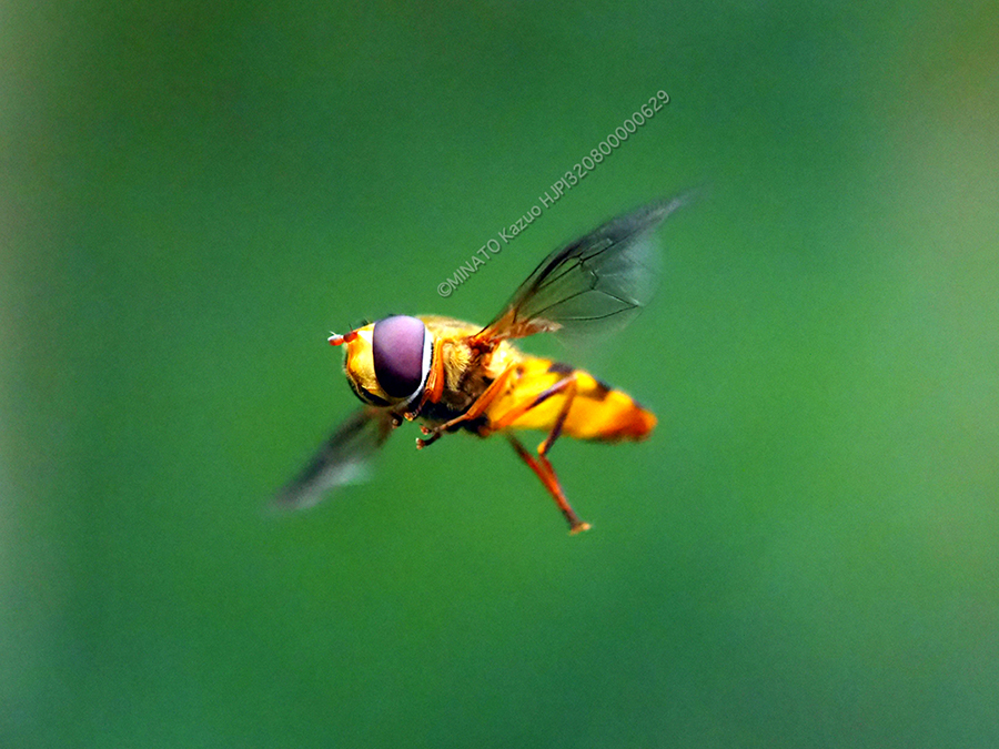 ヒラタアブの一種