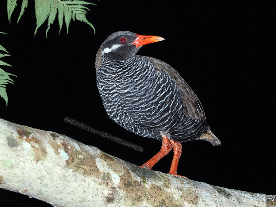 ヤンバルクイナ