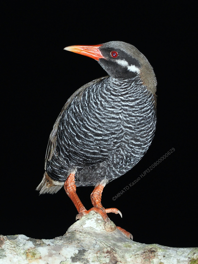 ヤンバルクイナ