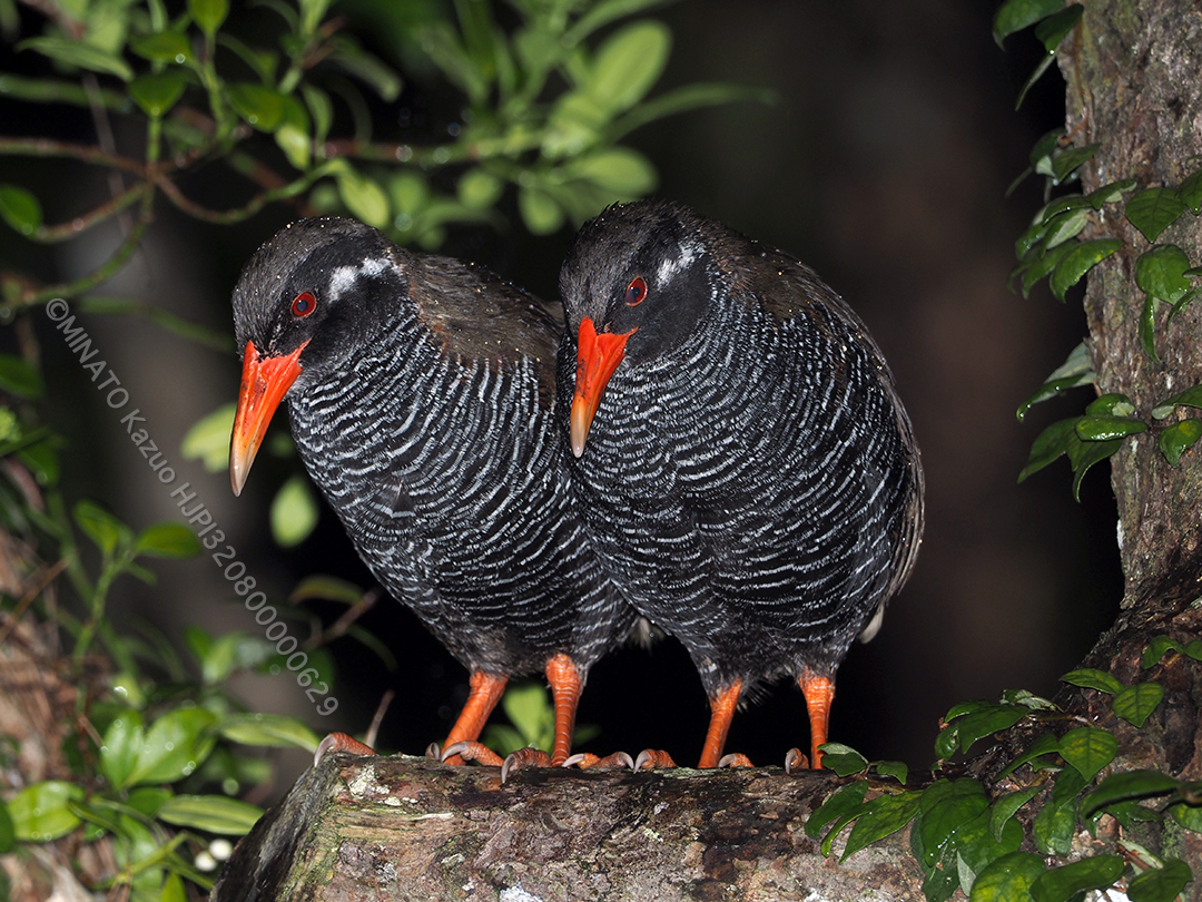 ヤンバルクイナ