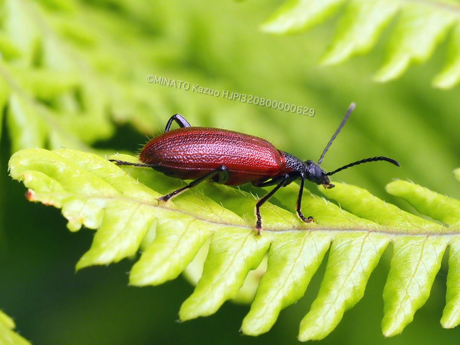 シワハムシダマシ