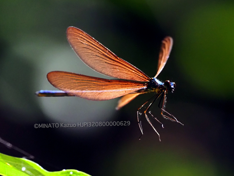 リュウキュウハグロトンボ雄